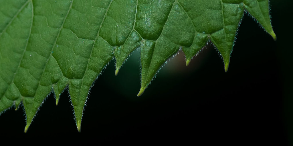 Grape-o-don teeth - Wild Grape Leaf